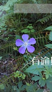 有逾期和黑户贷款 有逾期和黑户贷款