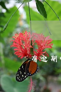 有逾期哪些平台能贷出来款 有逾期哪些平台能贷出来款