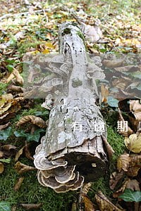 有逾期哪里可以小额贷款 有逾期哪里可以小额贷款