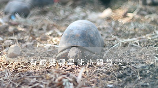有逾期哪里能小额贷款 有逾期哪里能小额贷款