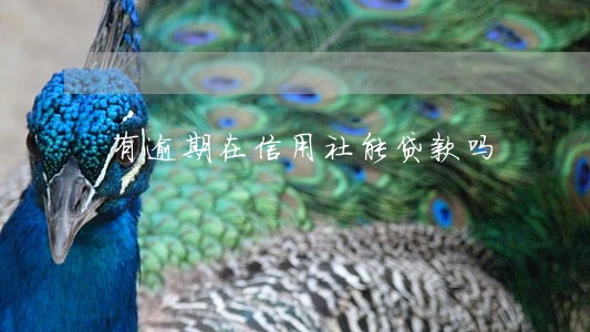 有逾期在信用社能贷款吗 有逾期在信用社能贷款吗