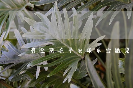 有逾期在平安保单宝能贷款 有逾期在平安保单宝能贷款