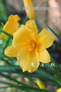 有逾期多久征信会显示 有逾期多久征信会显示