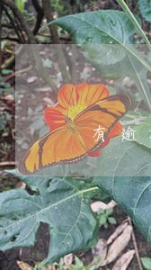 有逾期多长时间能消除 有逾期多长时间能消除