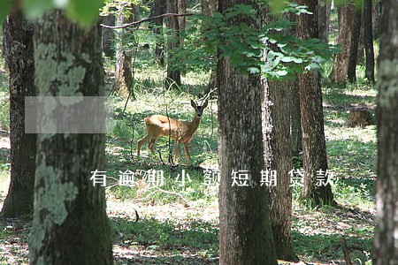 有逾期小额短期贷款 有逾期小额短期贷款