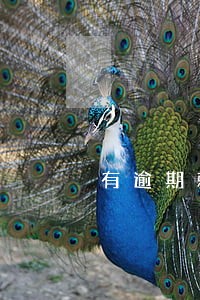 有逾期就不能落户深圳了吗 有逾期就不能落户深圳了吗
