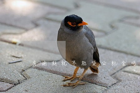 有逾期就不能贷公积金吗 有逾期就不能贷公积金吗