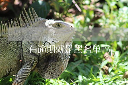 有逾期就是黑名单吗 有逾期就是黑名单吗