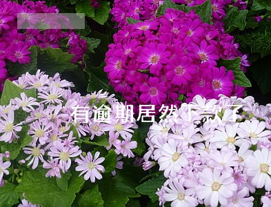 有逾期居然下款了 有逾期居然下款了