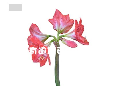 有逾期已补交齐还会被强制执行吗 有逾期已补交齐还会被强制执行吗