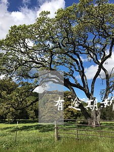有逾期影响买房贷款咋么办 有逾期影响买房贷款咋么办