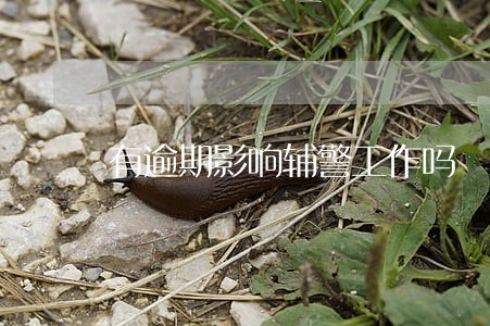 有逾期影响辅警工作吗 有逾期影响辅警工作吗