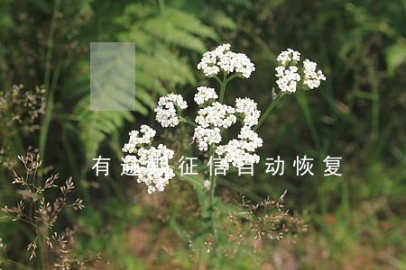 有逾期征信自动恢复 有逾期征信自动恢复