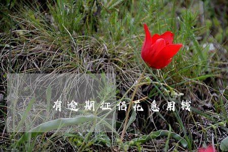 有逾期征信花急用钱 有逾期征信花急用钱