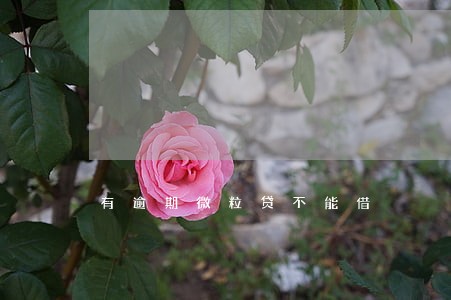 有逾期微粒贷不能借 有逾期微粒贷不能借