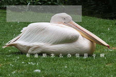 有逾期怎么办信用卡啊