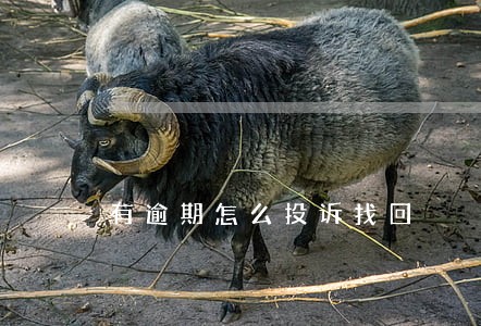 有逾期怎么投诉找回 有逾期怎么投诉找回