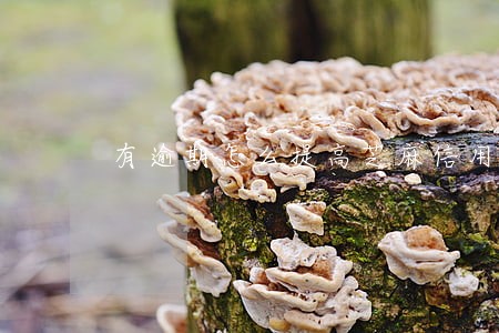有逾期怎么提高芝麻信用 有逾期怎么提高芝麻信用