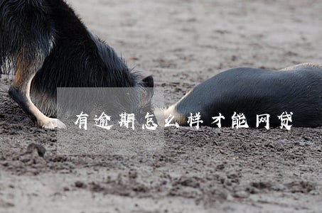 有逾期怎么样才能网贷 有逾期怎么样才能网贷