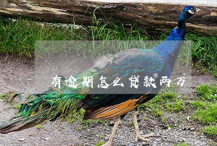 有逾期怎么贷款两万 有逾期怎么贷款两万