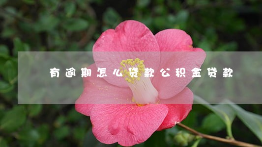 有逾期怎么贷款公积金贷款 有逾期怎么贷款公积金贷款