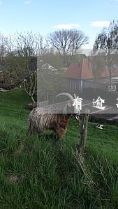 有逾期想贷款买房怎么办