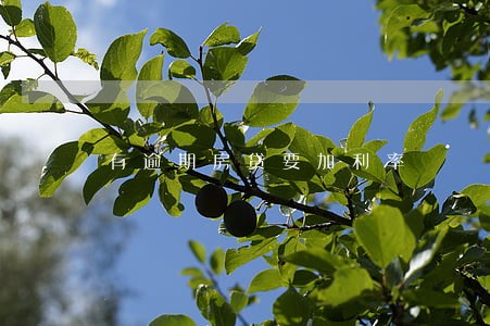 有逾期房贷要加利率 有逾期房贷要加利率