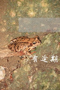 有逾期易分期能下款吗 有逾期易分期能下款吗