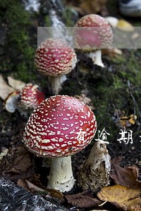 有逾期是否影响子女入党申请 有逾期是否影响子女入党申请