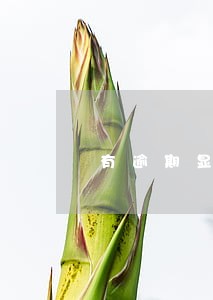 有逾期显示n 有逾期显示n