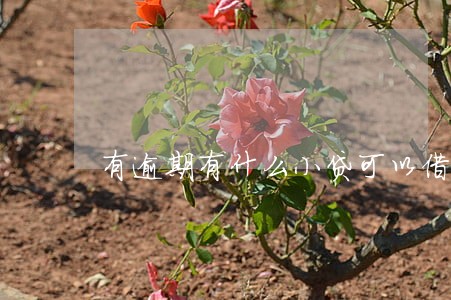 有逾期有什么小贷可以借款 有逾期有什么小贷可以借款