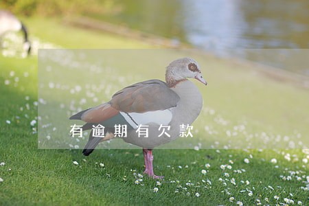 有逾期有欠款 有逾期有欠款