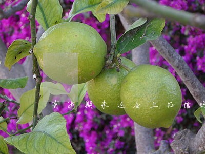 有逾期未还会上征信吗 有逾期未还会上征信吗