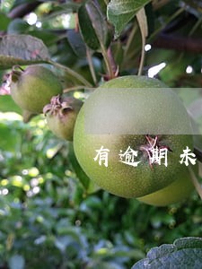 有逾期未还清可以借吗 有逾期未还清可以借吗