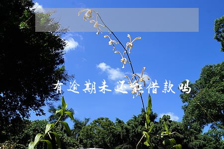有逾期未还能借款吗 有逾期未还能借款吗