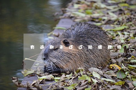 有逾期未还还能借款吗