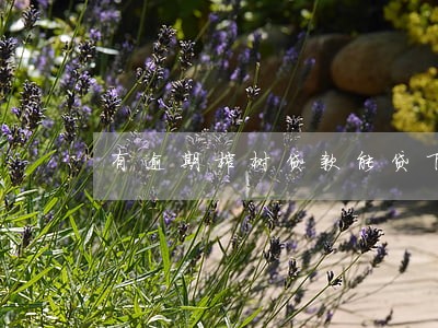 有逾期榕树贷款能贷下来吗 有逾期榕树贷款能贷下来吗