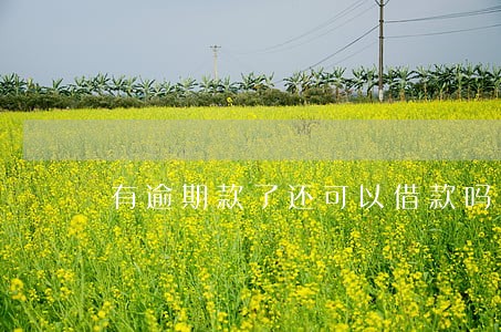 有逾期款了还可以借款吗 有逾期款了还可以借款吗