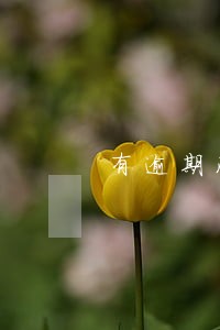 有逾期没有芝麻分如何借钱 有逾期没有芝麻分如何借钱