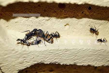 有逾期没还平安智贷能过吗 有逾期没还平安智贷能过吗