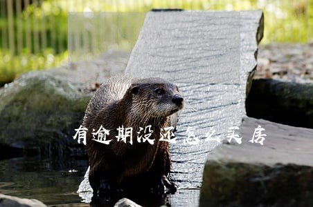 有逾期没还怎么买房 有逾期没还怎么买房