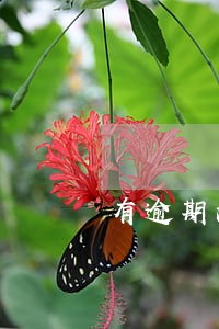 有逾期没还的还可以贷款哪些平台
