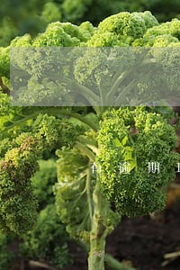 有逾期玖富叮当能下款吗