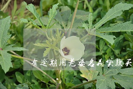 有逾期用老婆名义贷款买房 有逾期用老婆名义贷款买房