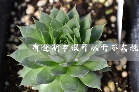 有逾期申报可以开不欠税证明吗