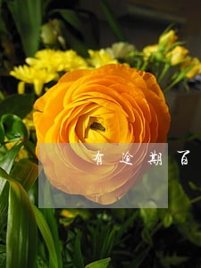 有逾期百度有钱花能借吗 有逾期百度有钱花能借吗