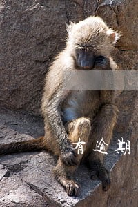 有逾期的不帮办理社保 有逾期的不帮办理社保
