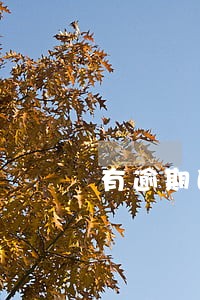 有逾期的不能办车贷吗 有逾期的不能办车贷吗
