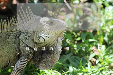 有逾期的信用卡是不是一直要用