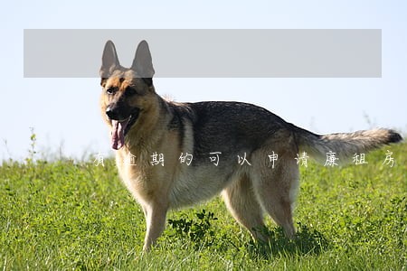 有逾期的可以申请廉租房吗